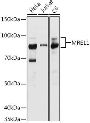 Western Blot: Mre11 AntibodyAzide and BSA Free [NBP2-95102]